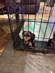 CKC Registered Yorkie Puppies for Sale