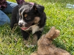 Mini Australian Shepherd Puppy