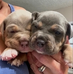 ABKC Bully puppies 4 sale