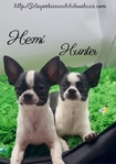 AKC Registered Male Applehead Chihuahuas