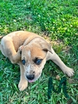4 Beautiful Australian shepherd and blue heeler pups