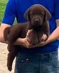 Labrador Retriever Puppies