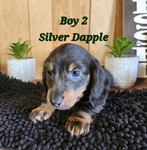 AKC Mini Long-Haired Dachshund Puppies - 5 Available FEB 9