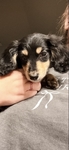 Male mini longhair dachshund