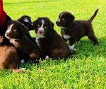 Mini Aussies
