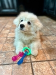 Female Great Pyrenees Puppy