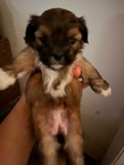 Shih Tzu puppies