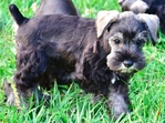 AKC Toy/Miniature Schnauzer Male Puppies
