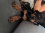 Doberman puppy