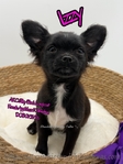 AKC Longcoat Chihuahuas