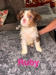 Australian Shepherd Puppies
