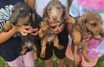 >🐾 Rare AKC Mini Long-Haired Dachshunds – Ready Now🐾