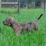 XL bully pup - female