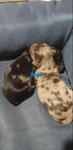 Ckc long haired miniature dachshunds