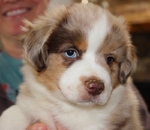 🤎🐾 Country-Raised Mini Australian Shepherd Puppies 🐾🤎