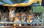 Pembroke corgi pups