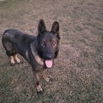 Large DDR/Czech male German Shepherd.