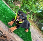 Serbian Rottweilers