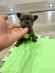 AKC quality French Bulldog Puppies