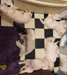 AKC White Labrador Puppies