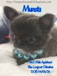 AKC Beautiful Blue Male Applehead Longcoat Chihuahua