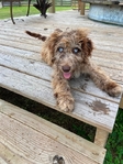 Labradoodle female 12 wk old puppy