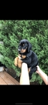 Doberman Puppies for sale