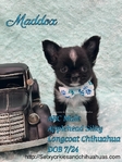 AKC  Stunning Longcoat Micro Chihuahuas