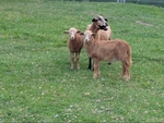 Sheep for sale