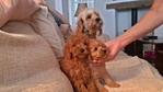 Cavapoo puppies