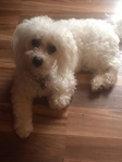 Maltipoo Puppies for sale - Fluffy, Adorable & Family - Raised