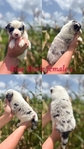 Mini Australian shepherd’s