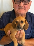 Dachshund Puppy!