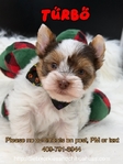 Stunning AKC Male Yorkies