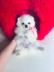 Pomeranian puppies Teddy Bear Poms