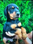 Doberman Puppies for sale
