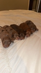 Long haired Dachshund puppies!