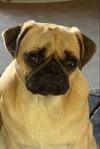 AKC pugs 1 yr old