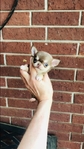 Chihuahua puppies Apple head Gorgeous!