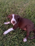 3/4 Border Collie Puppies