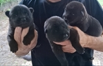 Solid Black German Shepherd Puppies