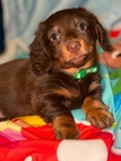 Male dachshund
