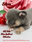 AKC Valentine Applehead Chihuahuas