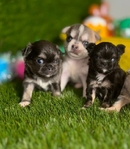 Apple head Chihuahua puppies AKC.