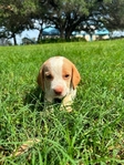 Beagle puppies AKC