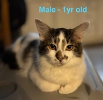 FREE!!!!!  Adorable Cats