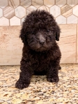F1B Labradoodles
