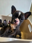 50/50 Frenchtons