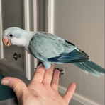 Handfed Blue Quaker