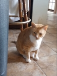 Free 7 cats